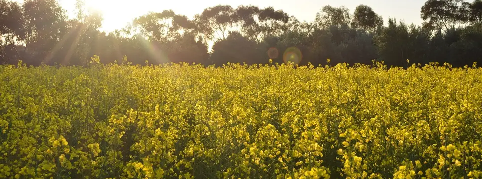 Canola Fields Perth